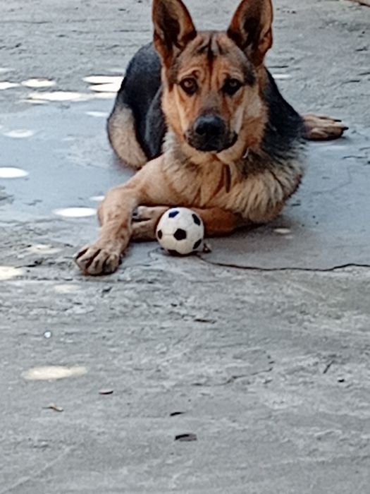 Ciobănesc german de vanzare