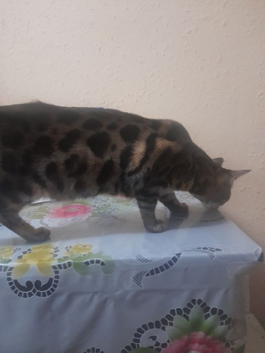Бенгальская кошка 7 месяцев