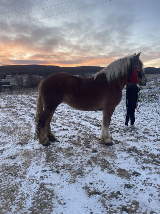 Vănd manză de 3 ani pe 4 gestantă