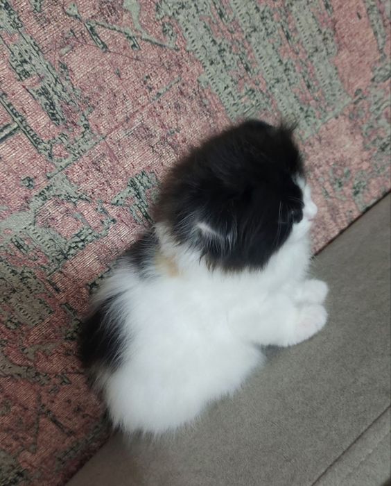 Котёнок Вислоухий  Шотландец.