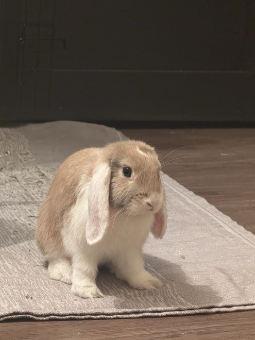 Кролик  декоративный