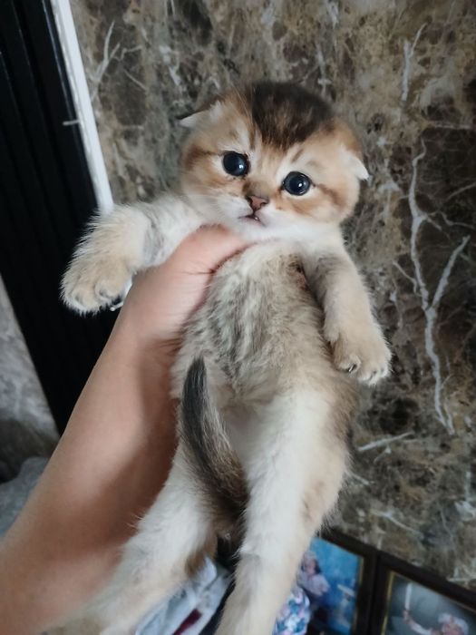 продаю девачку шиншилу и мальчика