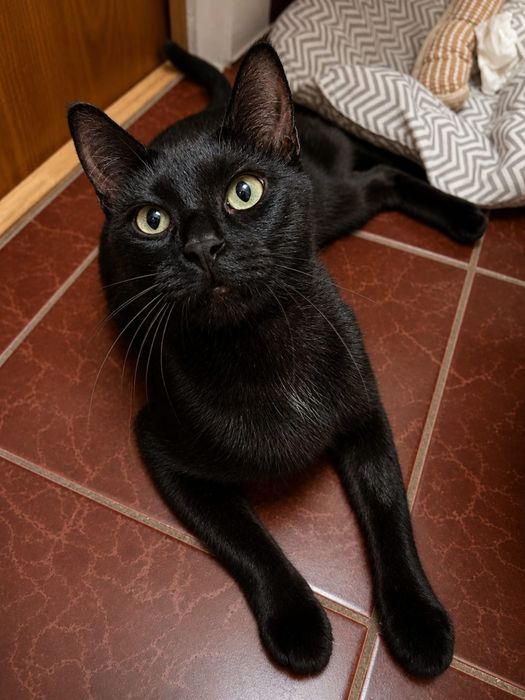 Кошка, мать ГЕРОИНЯ