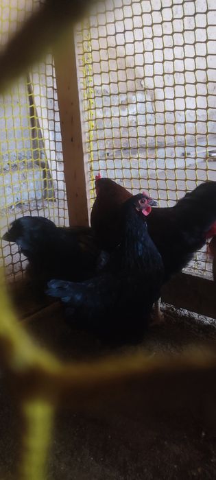 Прадам куры и петухов