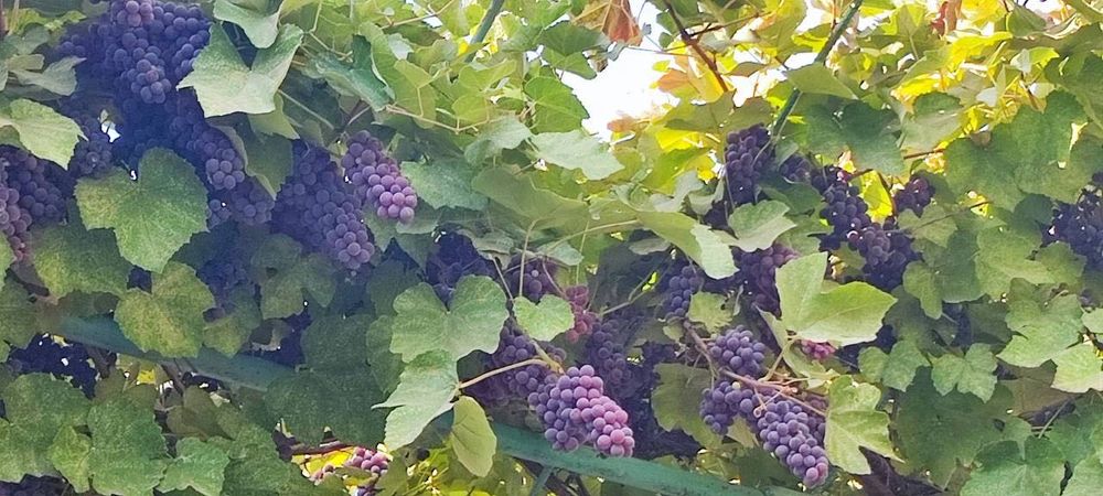 Продается ДАЧА Ташморе СРОЧНО Выгодная цена