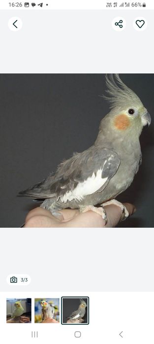 Кореллы ручные птенцы