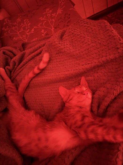 Отдам котов в хорошие руки