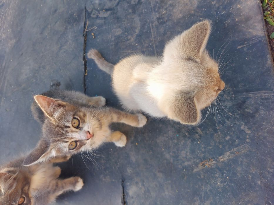 Отдам бесплатно котят