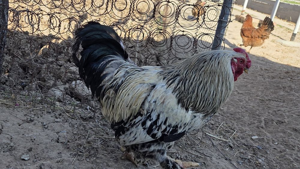 Қораз сатылады..