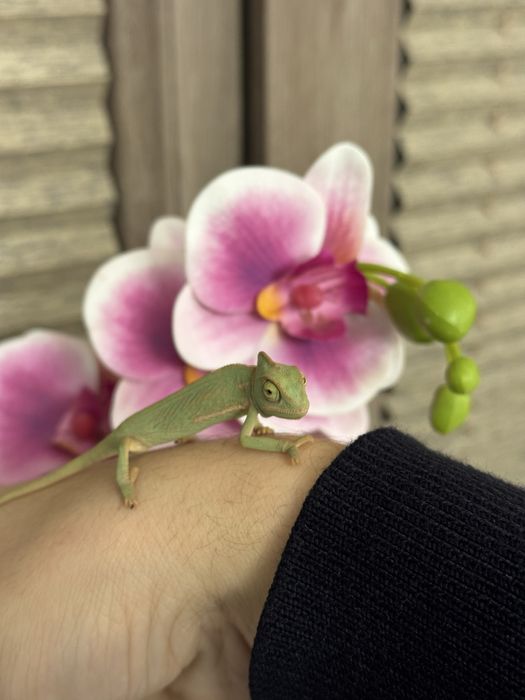 малыши хамелеона