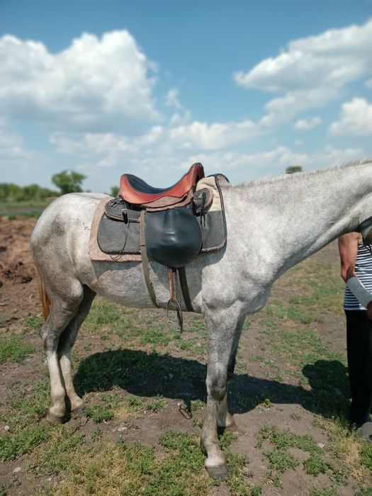 Кобылы сельхоз животные