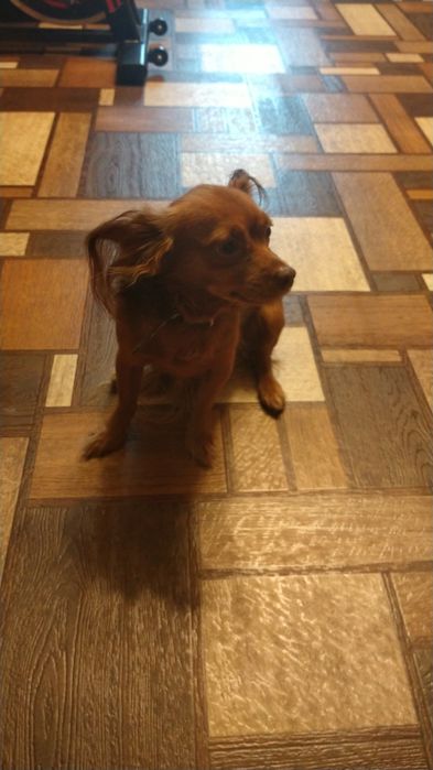 той терьер(русский длинношёрстный)   вязка