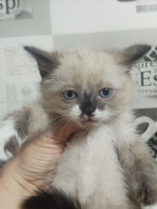 Отдам  котят бесплатно