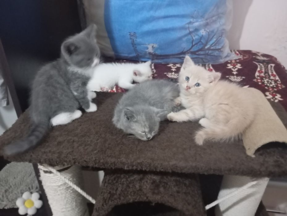 Кошки британские
