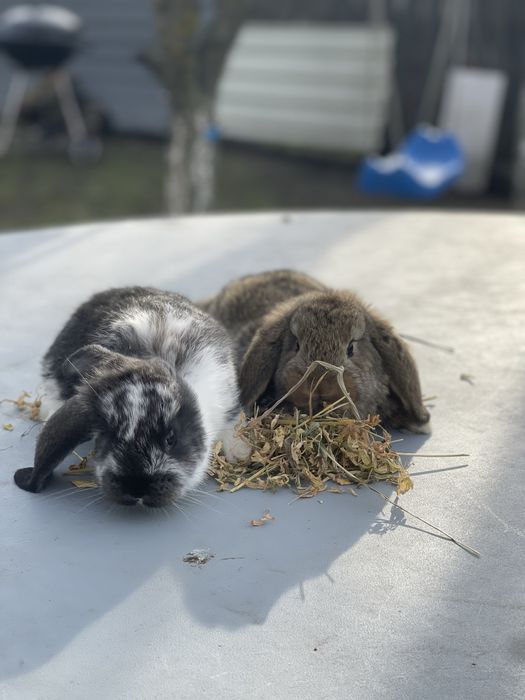 Iepuri berbec german