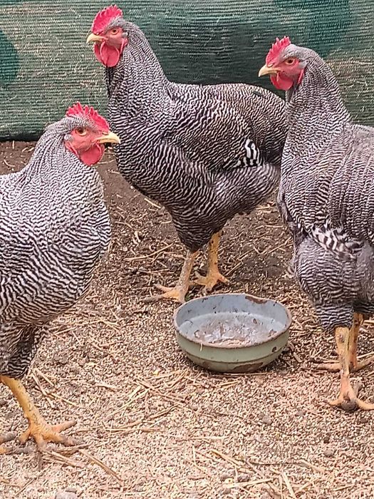 Cocosi playmont rok barat