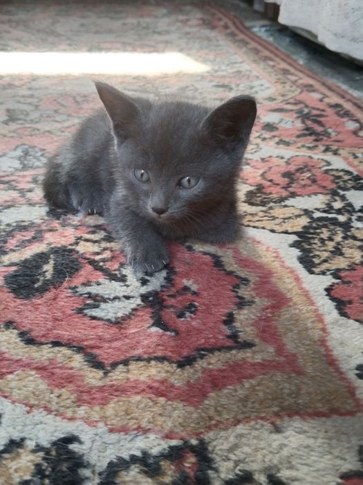 Шотландский мушук