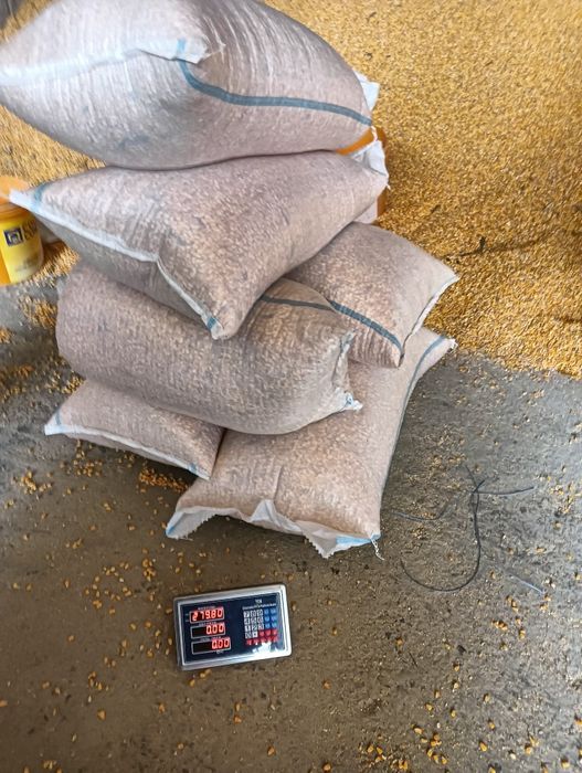 Porumb boabe recolta și 2024 și 2025