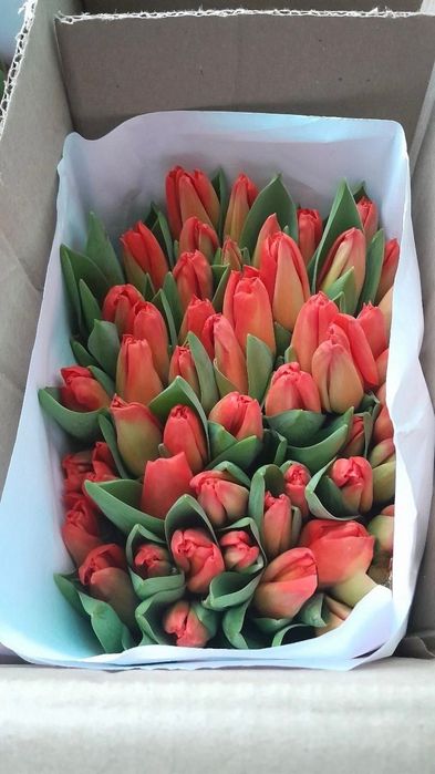 Премиальные тюльпаны