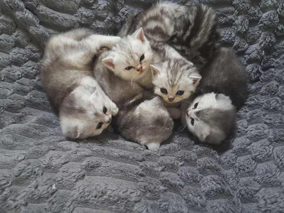 Продаются котята Серебро Шиншилла