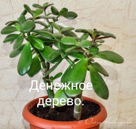 Продам комнатные цветы