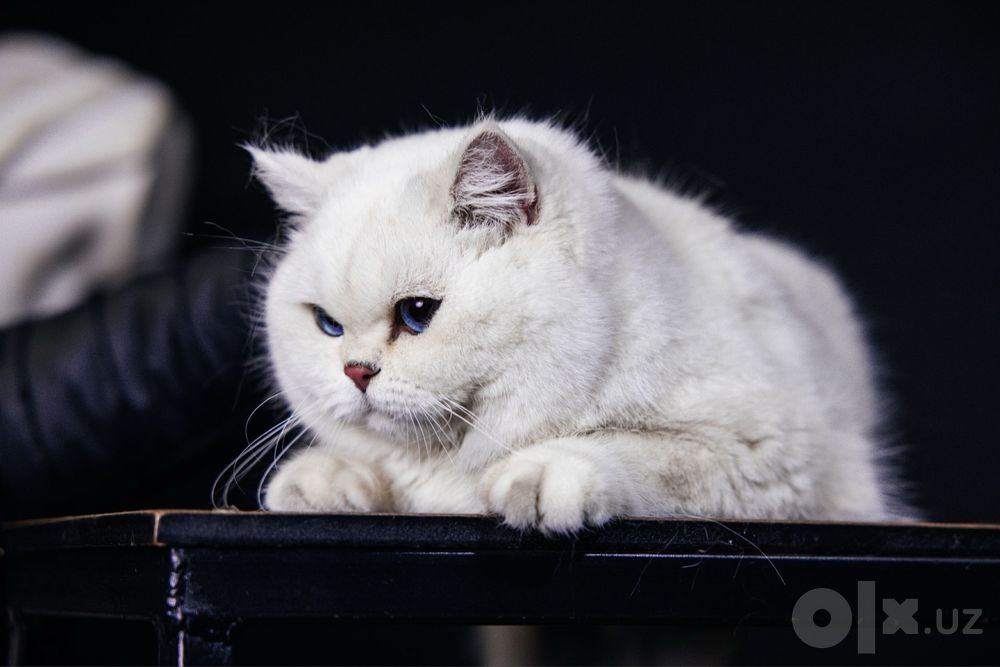 Вязка    British Shorthair