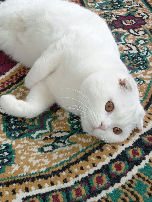 Шапландия мушуги