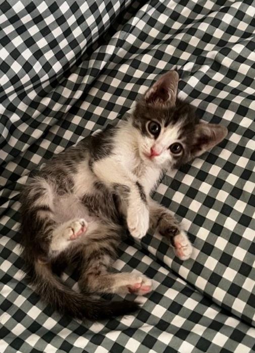 Отдам котенка даром в добрые руки