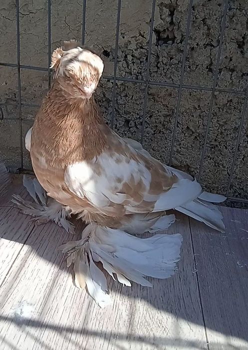 Гульбодамка голубка молодая