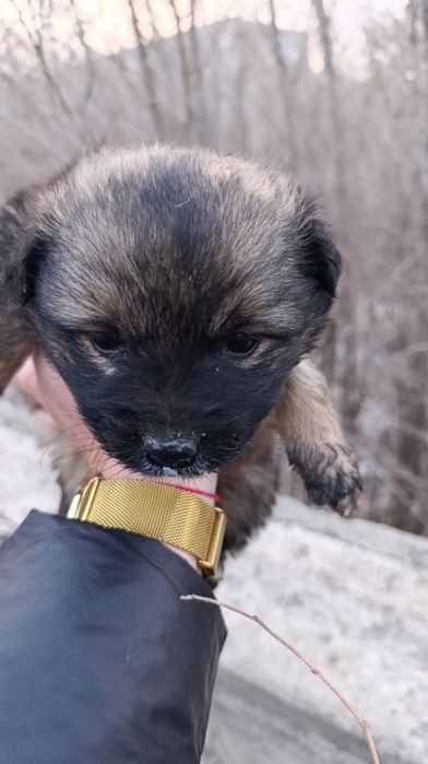 Щенки бесплатно в добрые руки