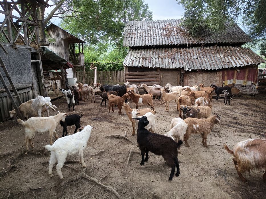 Capre și iezi de vânzare
