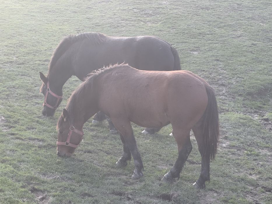 LA SCHIMB doi cârlani de un an!