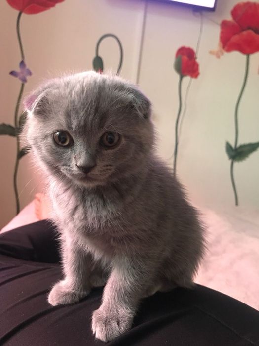 Шотландский вислоухий котенок