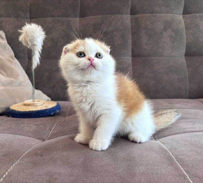 Продается котенок (мальчик) скотиш фолд