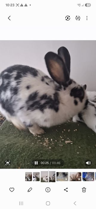 Зоти бобчка оила