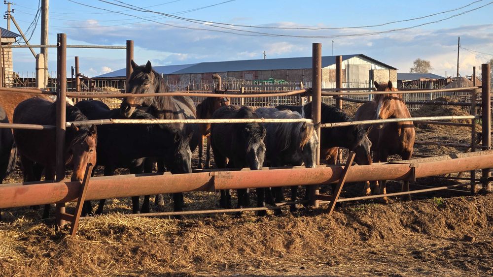 Лошади с откорма