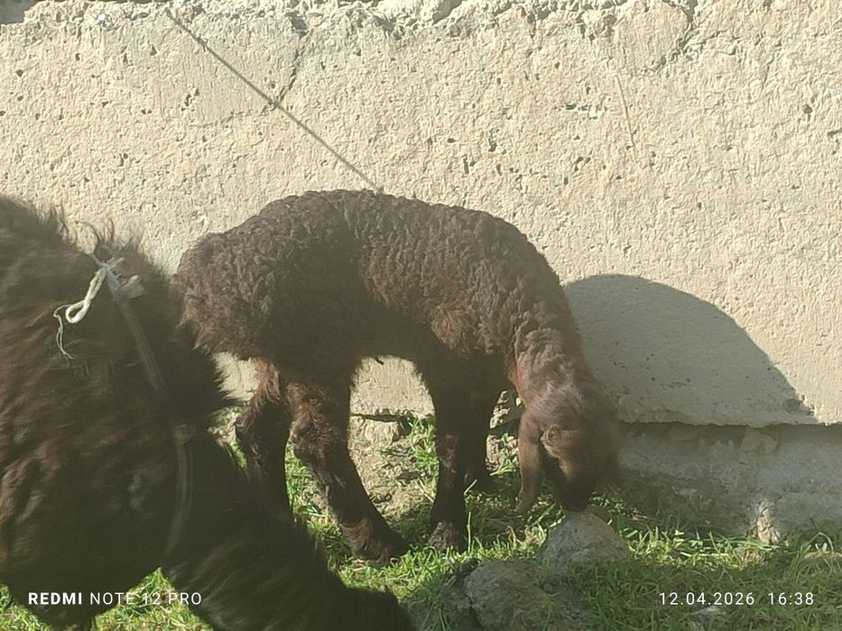 Кузилар сотилади 2 ойлик