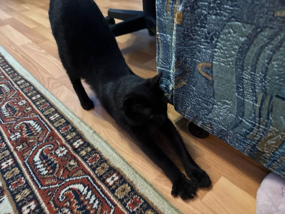 Ищет дом ласковая кошечка Луна