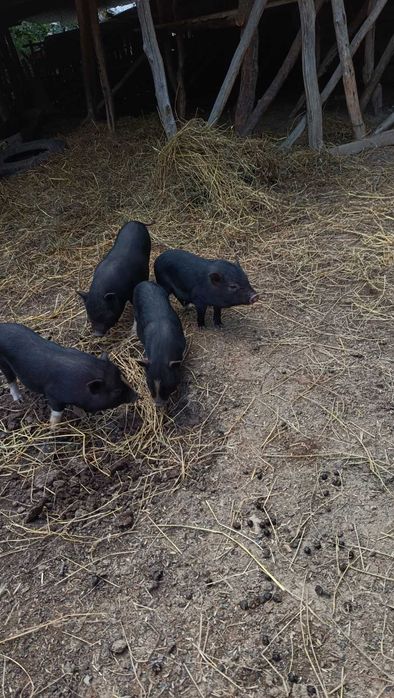 Продавам виетнамски прасенца