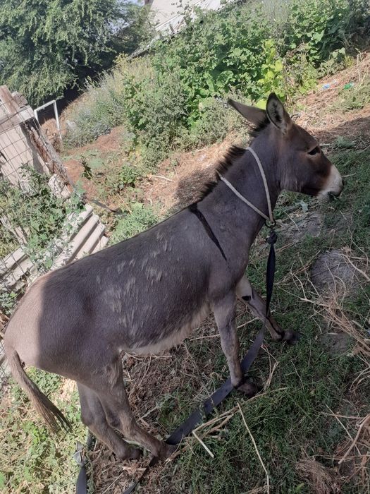 Продам или обмен на курей