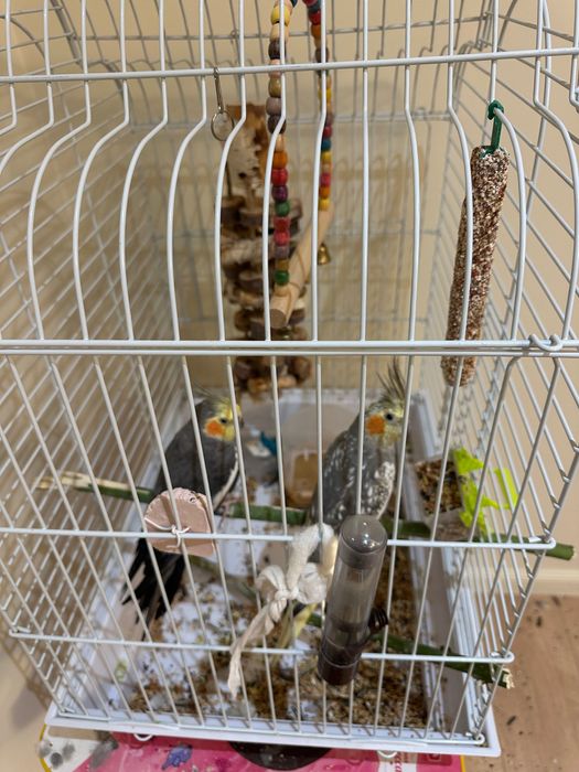 Продаются два попугая  Корелла