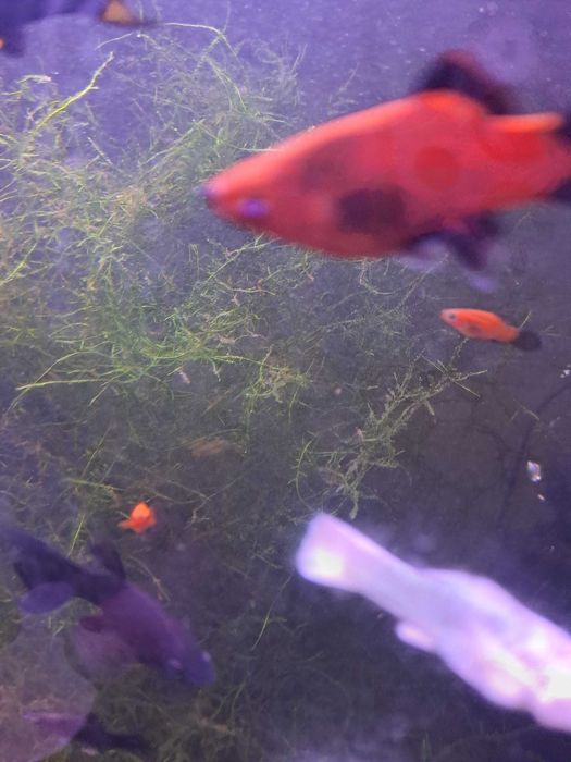Pesti exotici acvariu aclimatizati