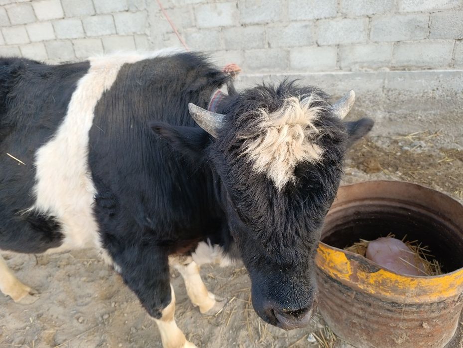 Buqa sotiladi продаётся бык