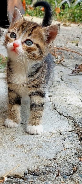 Котенок в добрые руки