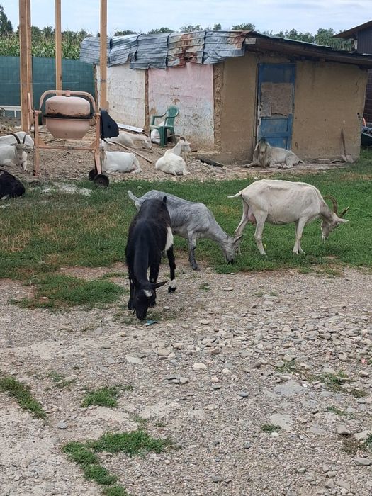Vând capre bune de lapte