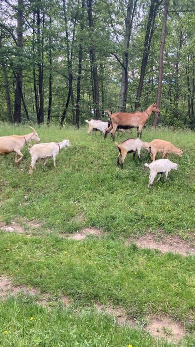 Capra alpina cu iezi