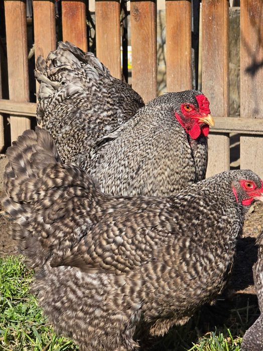Продавам разплодни яйца от Кукувича Брама [Cuckoo Brahma]
