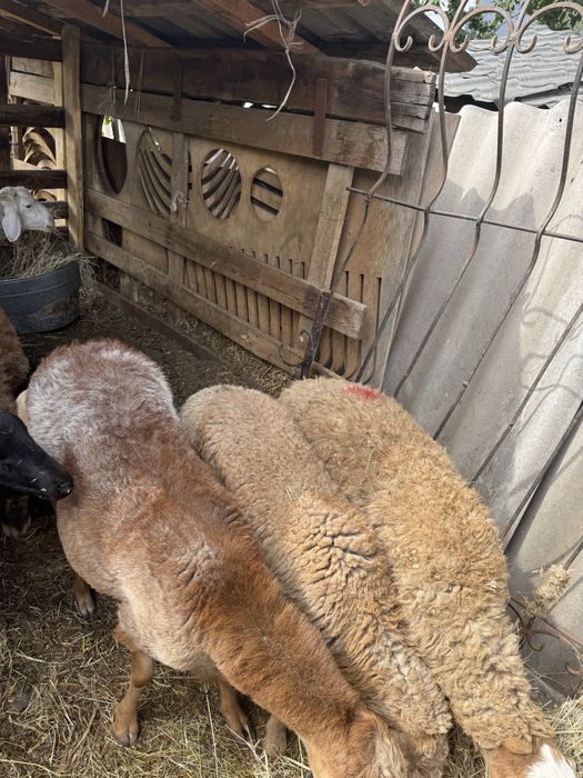 Продам домашних баран