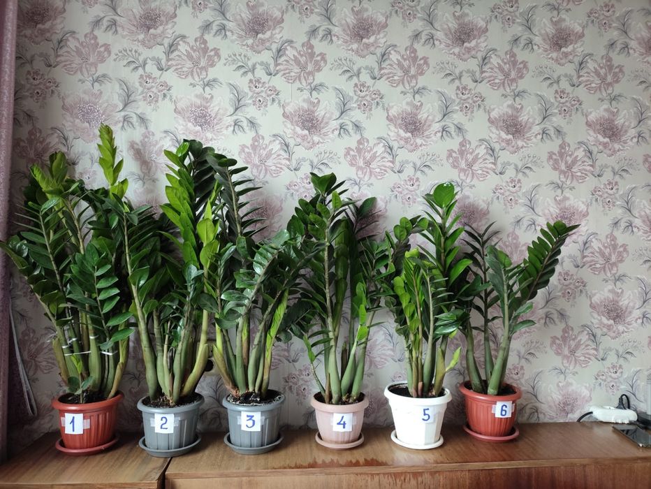 Продам Замиокулькас (долларовое дерево)