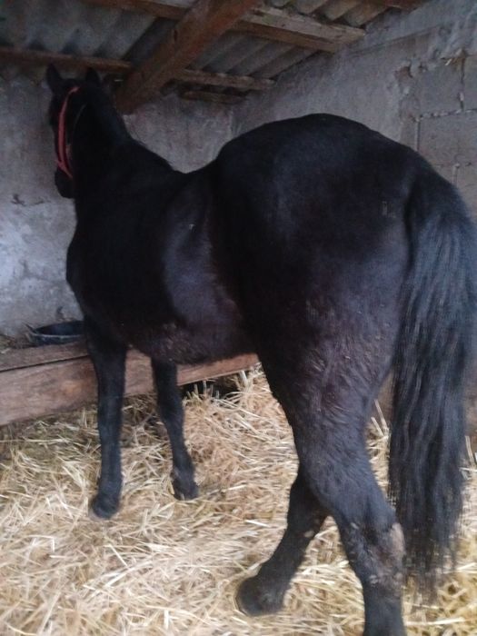 Vand iapă foarte cuminte